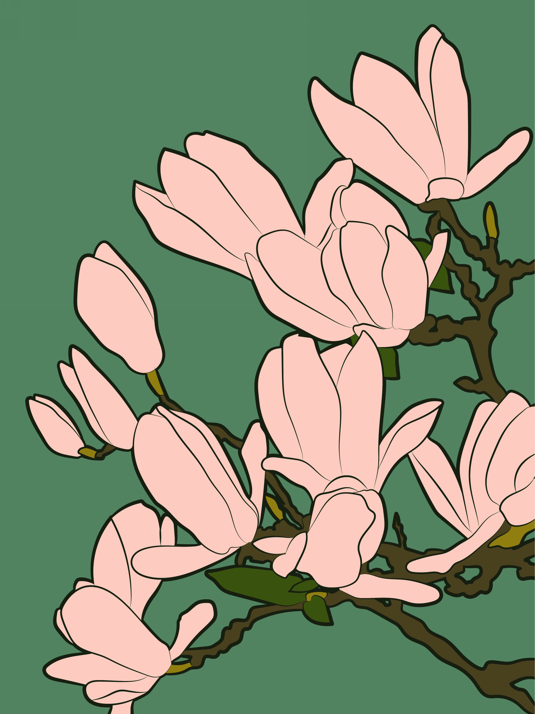 magnoliaag